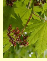 Клен ложнозибольдов (Acer pseudosieboldianum (Pax.) Kom.) Клен ложнозибольдов (Acer pseudosieboldianum (Pax.) Kom.)